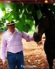Human_VS_Animals__#shorts(720p)