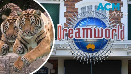 Animal handler hospitalised after Dreamworld tiger attack