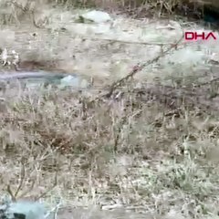 Yılanın videosunu çekmek istedi, saldırısına uğradı