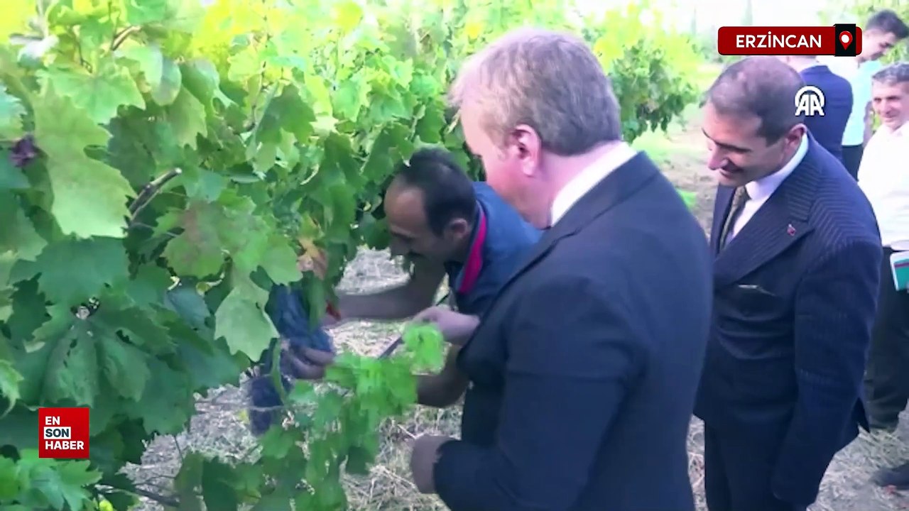 Erzincan'da hasadına başlanan Cimin üzümünün yararları saymakla bitmiyor