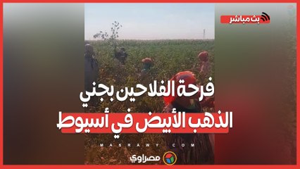 فرحة الفلاحين بجني الذهب الأبيض في أسيوط