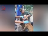 Sepa qué les pasó a los perritos durante las guarimbas en la frontera del Táchira