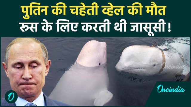 Russia Spy Whale Hvaldimir Died: पुतिन की जासूस व्हेल ह्वाल्डिमिर की Norway में मौत | वनइंडिया हिंदी
