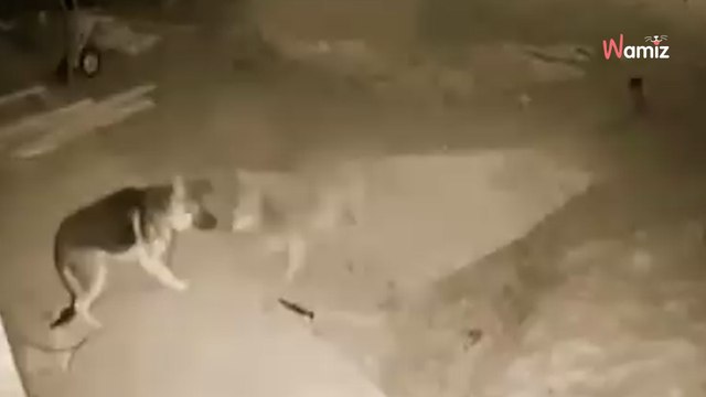 Spannung pur: Wolf nähert sich Schäferhund, der das Haus bewachen soll (Video)