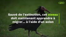 Sauvé de l'extinction, cet oiseau doit maintenant apprendre à migrer... à l'aide d'un avion