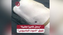 يحمل كاميرا صغيرة" نفوق الحوت الجاسوس"