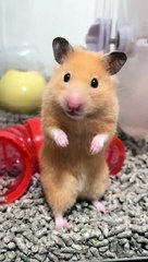 I'm feeling sorry for myself because I lost a squirrel won