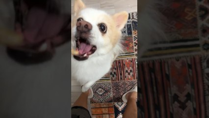 Tesla Mama Yemeye Çalışıyor #trend #trendingshorts #viralvideo #viralshorts #shorts