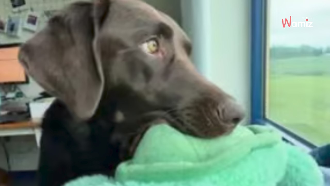 Ce chien d'assistance a été abandonné en refuge, mais la première photo avec son adoptant veut tout dire !