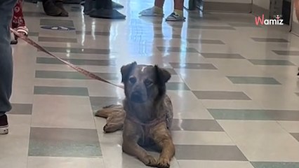Ce chien pense qu'il part en balade avec son maître : la destination finale donne la chair de poule (vidéo)