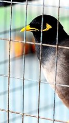 Freedom || Acharya Prashant