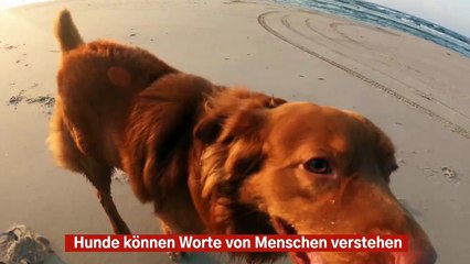 Hunde verstehen menschliche Worte: Neue Studie enthüllt erstaunliche Fähigkeiten 🐶