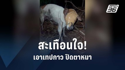 สะเทือนใจ! จับหมาพันเทปกาว | PPTV Online