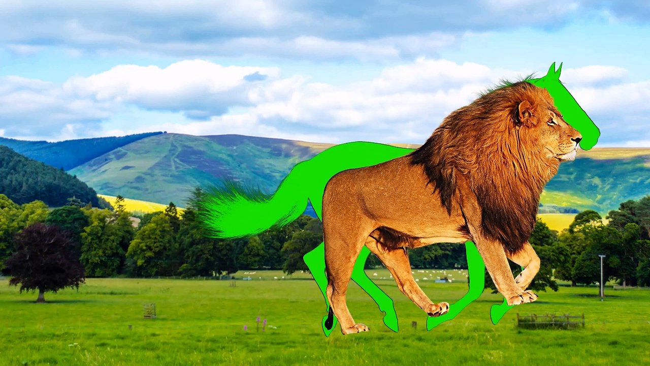 Funny Animals Video