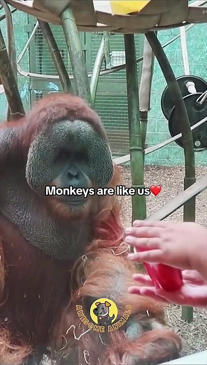 Funny monkeys
