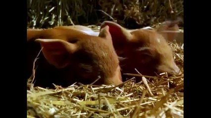 CUCCIOLI KILLER - National Geographic ASSURDO!  - Documentario ITA 2020