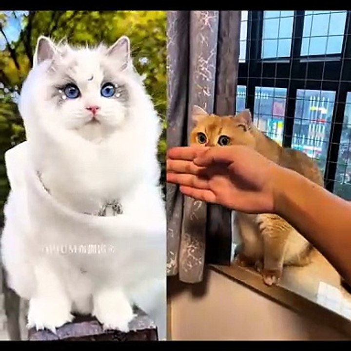 Cute cats