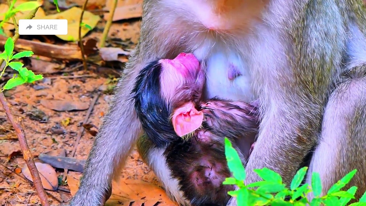 Wonderful action newborn monkey baby look too cute