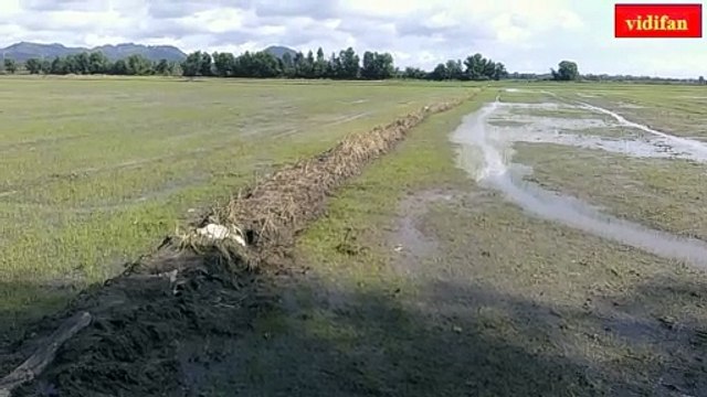 newly sown rice fields - rizières nouvellement semées