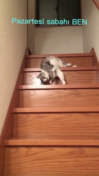 Funny cats 