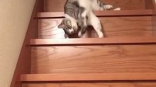 Funny cats 