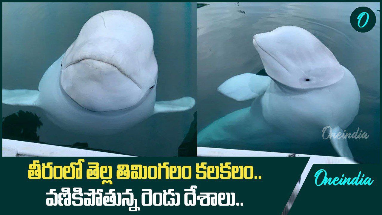 Norway సముద్ర తీరంలో White Beluga Whale.. ఈ కుట్ర వెనుక Russia..? | Oneindia Telugu