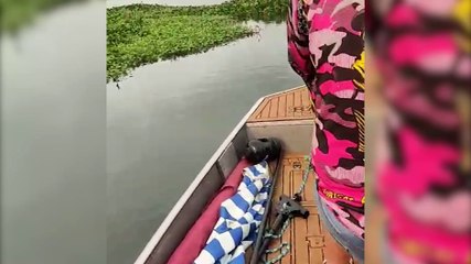 Pescadores encontram Sucuri de mais de três metros morta no Lago de Itaipu