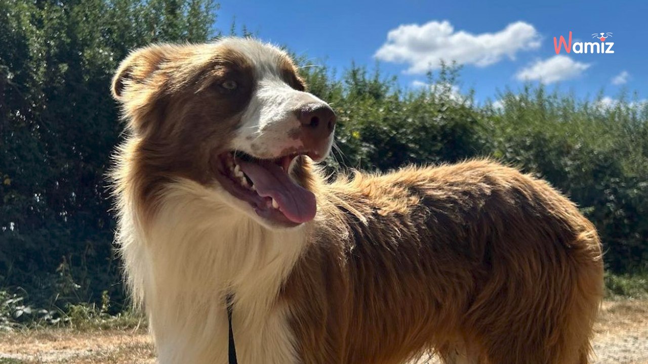 Retiré d'un élevage qui ne respectait pas ses besoins, ce jeune chien espère maintenant connaître le bonheur