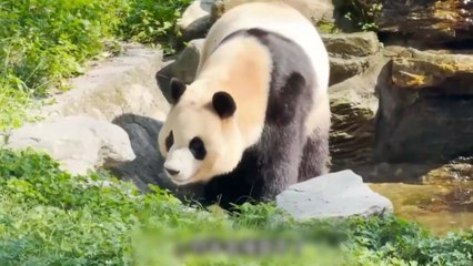 건강이상설 불거졌던 푸바오...중국 "가임신 상태" / YTN