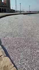 Ce port en Grèce est envahi de poissons morts