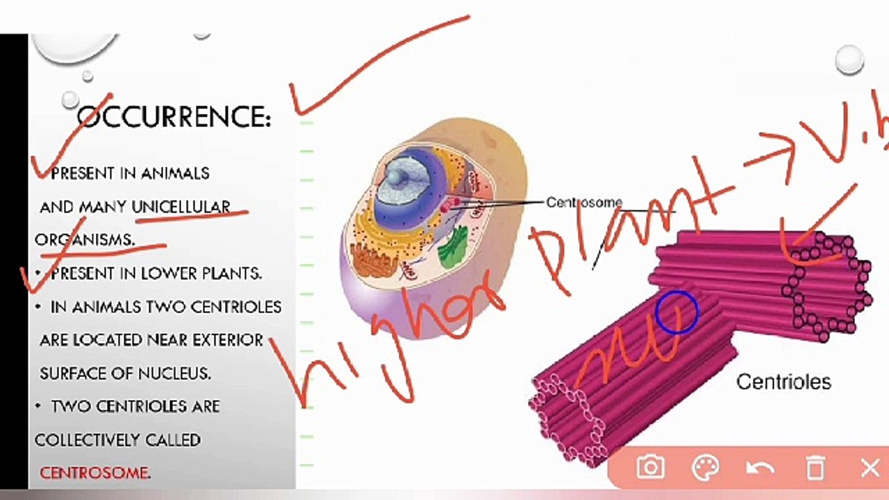 Centrioles class 9 Biology in Urdu / in Hindi | cell organelles | Lec#14 | chp #4 | cell and tissue