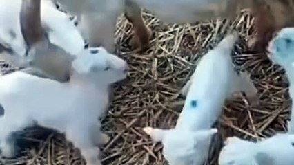 Cute Friends | Cutes of Goat