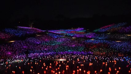 Sensorio Field of Light Art Installation With Lights in Paso Robles - Attractions
