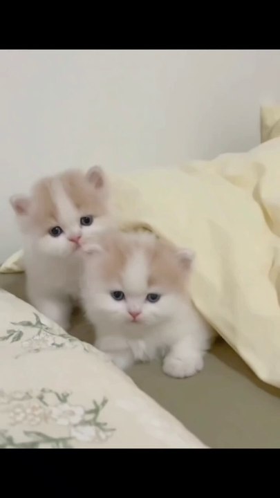 Cute Kittens
