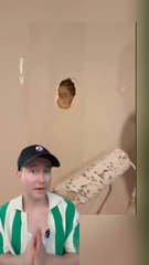 Comment cacher un trou dans un mur 