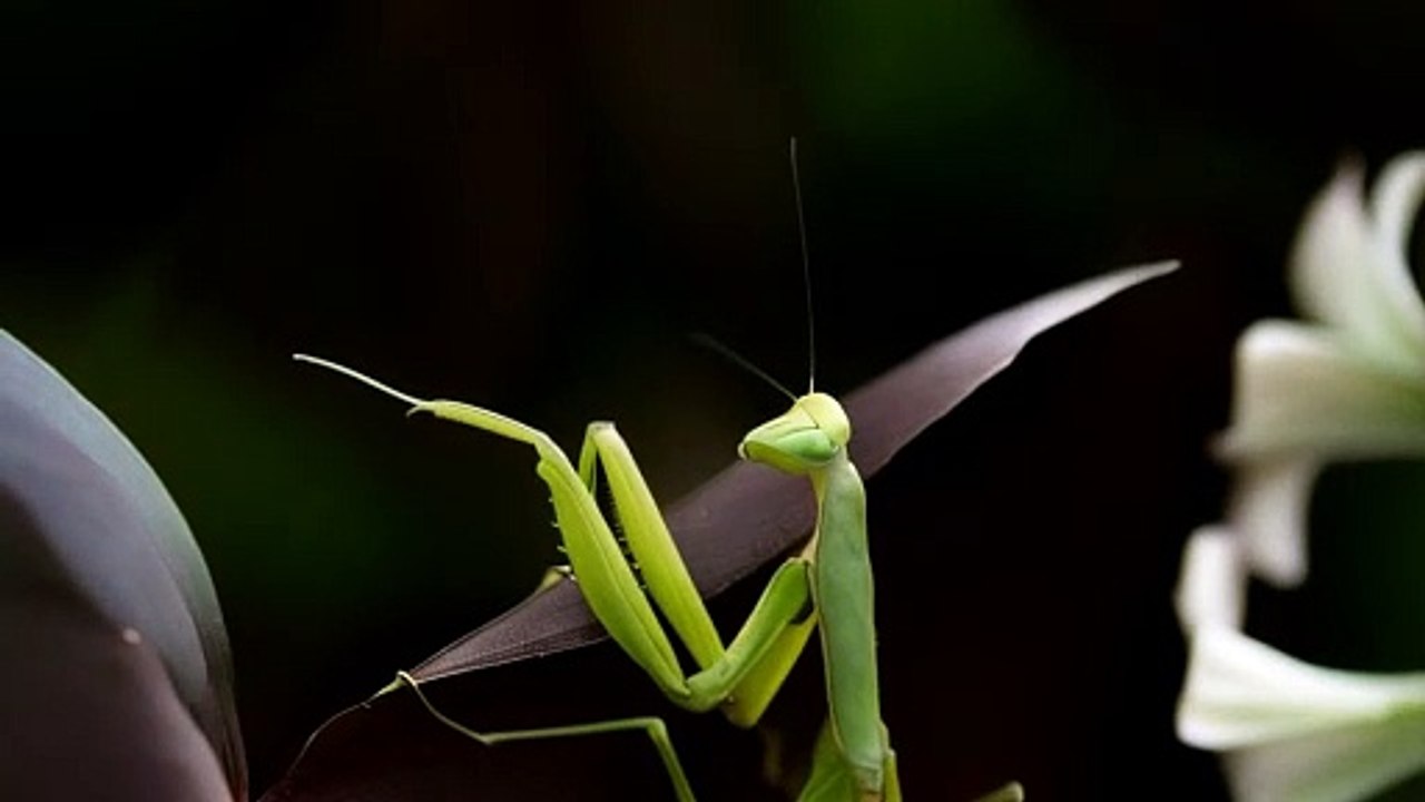 An insect that resembles branches of trees and plants