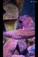 Eel fish fact you may not know. #aquarium,#eel #eelfishing, #eelvideos,#factshorts,#youtybeshorts,