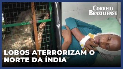 Estado do norte da Índia presencia aumento de ataques de lobos