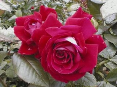 Mustafa Gungece - Iste