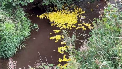 Ducks making their way down the river during the duck race, video by Alan Quick IMG_1621