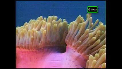 La Tierra del Tigre: Mares Misteriosos - Documental (1997) - Español Latino Episodio 3