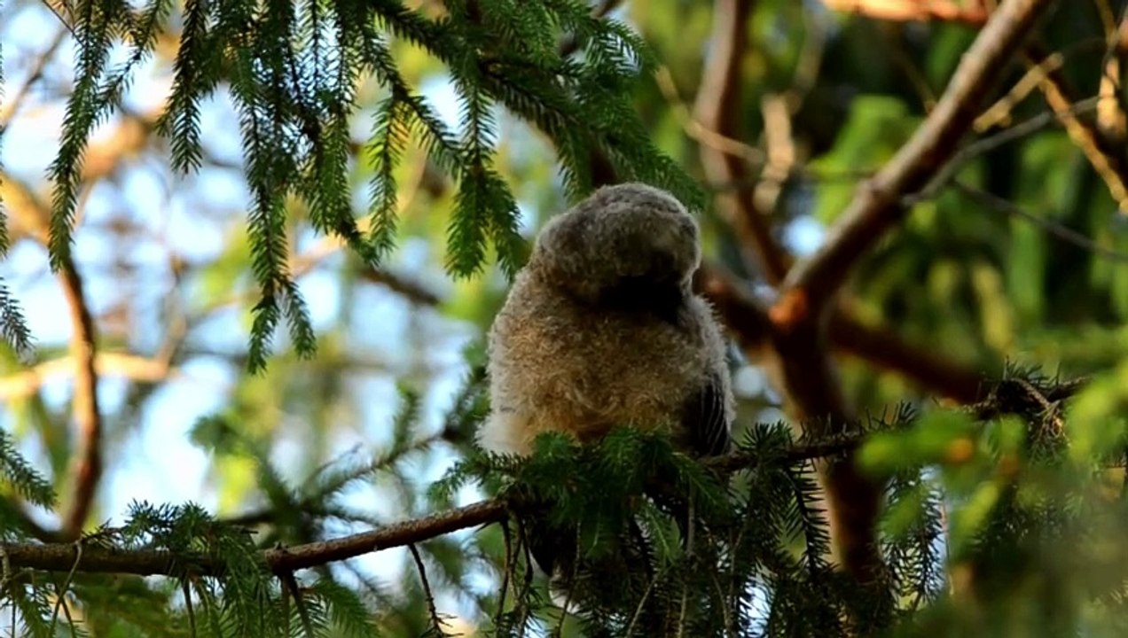 The Long Eared Owl: Close Up HD Footage (Asio otus)