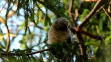 The Long Eared Owl: Close Up HD Footage (Asio otus)