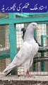 ustad Malik Mohkam Khokhar Bichu Breed Pigeons