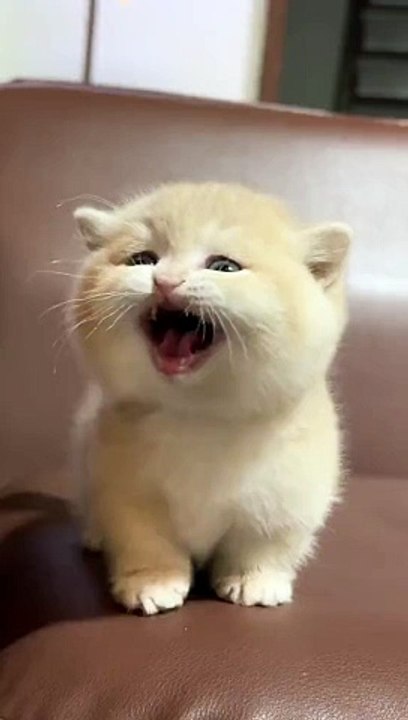 Cute baby cat ❤️