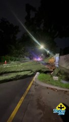Un árbol cayó sobre la avenida Pablo Neruda a su cruce con Paseo Loma Ancha