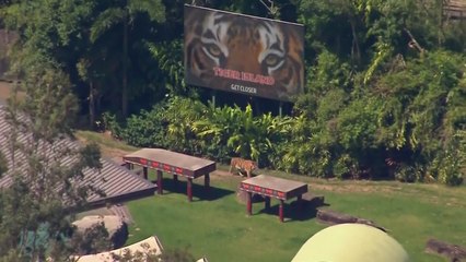 [나우쇼츠] 호주 동물원서 호랑이가 사육사 공격..."상처 입고 치료 중" / YTN