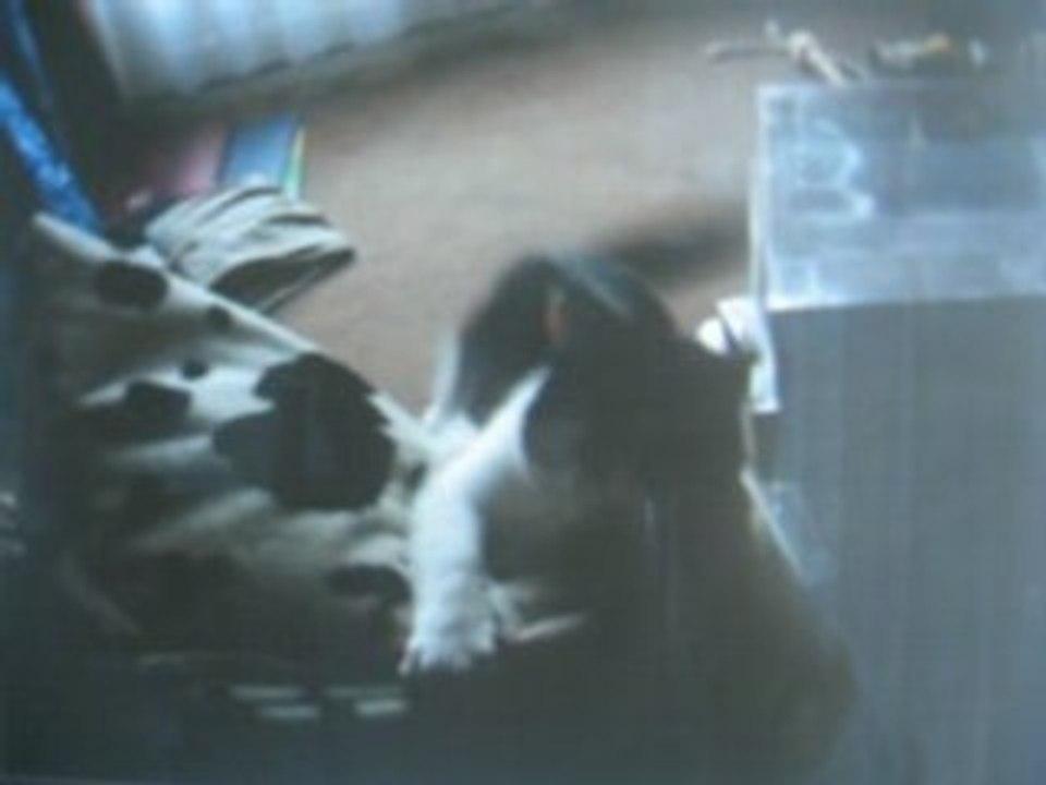 mon chatounet cheri