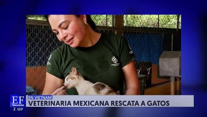 Veterinaria mexicana rescata a gatitos destinados al consumo humano en Vietnam