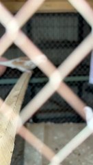 #trending #viral #usa #shortvideo #baby #dove #pet #birds #domestic